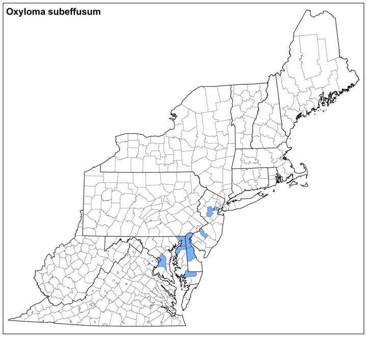 Oxyloma subeffusum Range Map